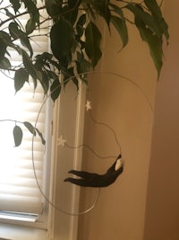 a cat hanging from a plant in a window
